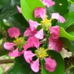 Barbados kirazı çiçeği