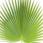 Palmiye yaprağı