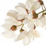 Beyaz çiçekli yalancı akasya