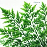 Artemisia Üst Nota